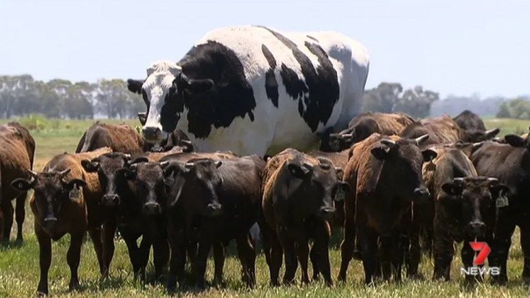 "Enormoos" : Australian cow going viral for its massive size